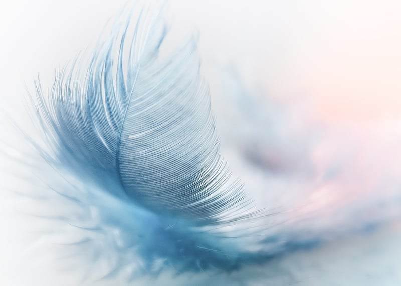 Feather and Flowers